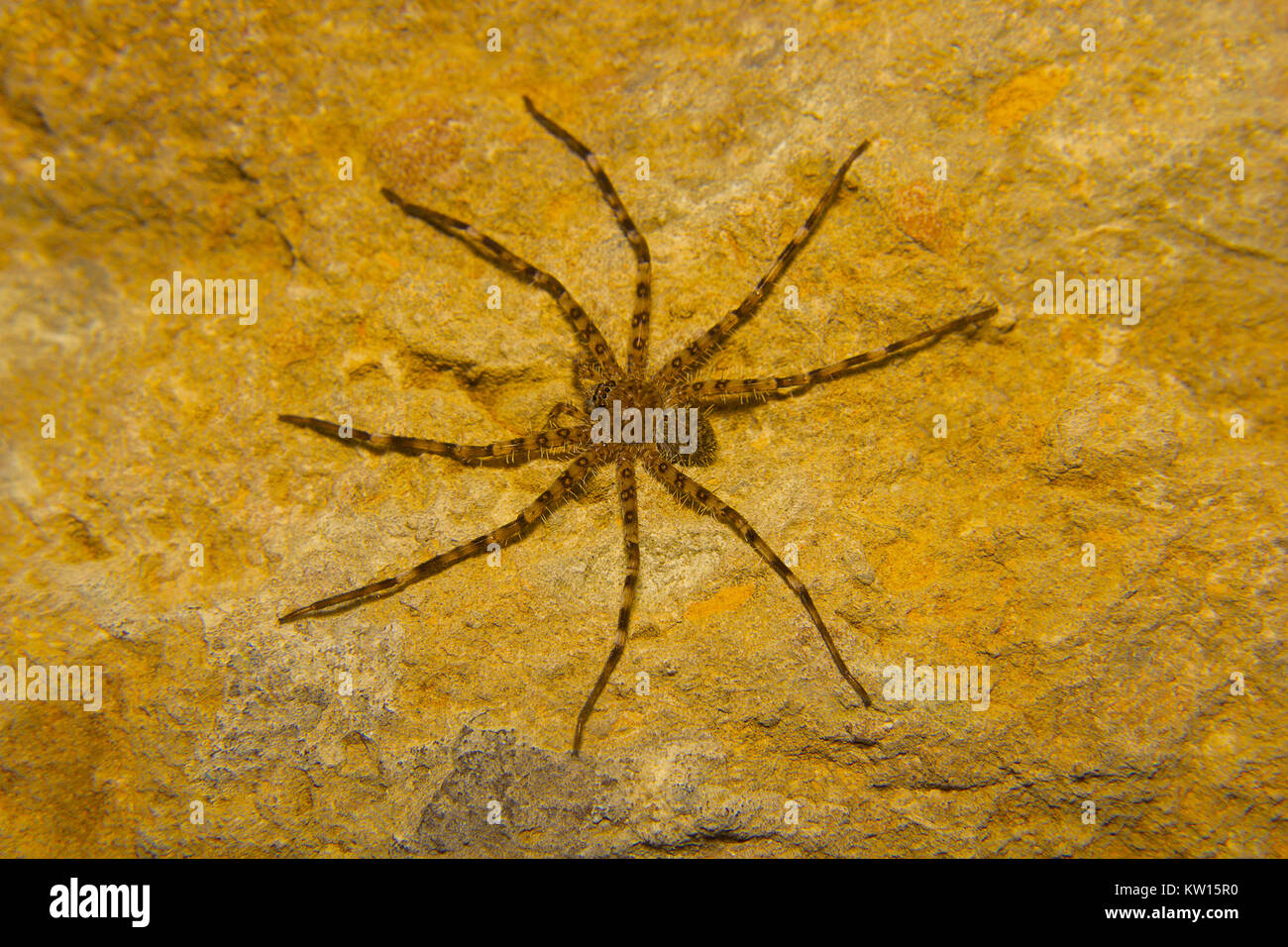 Huntsman Spider, Heteropoda sp. Sanjay Gandhi Nationalpark, Mumbai, Maharashtra, Indien. Stockfoto