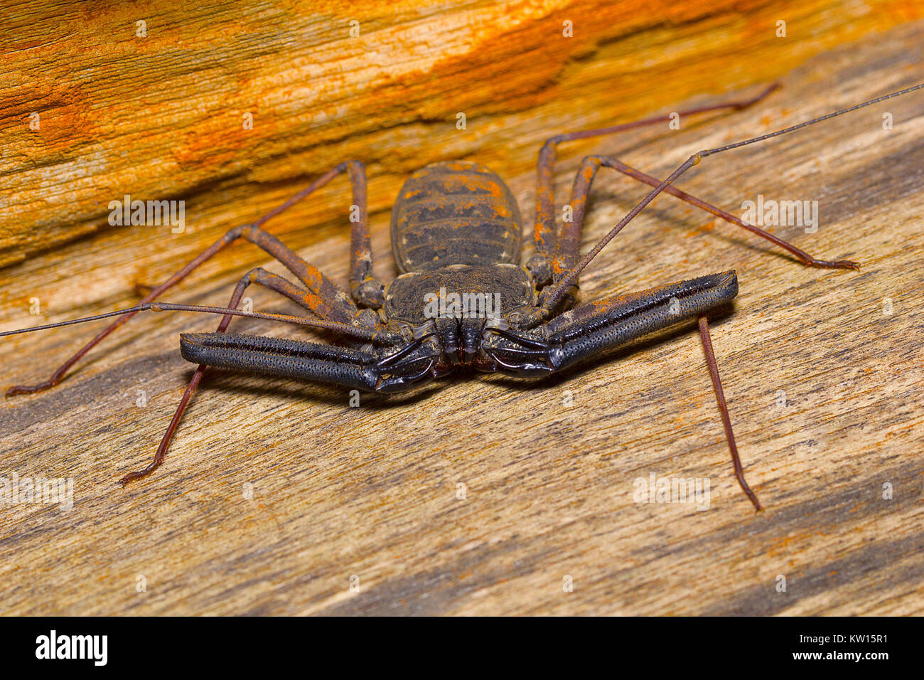 Schwanzlose Peitsche scorpion, Amblypygi. Pondicherry, Tamil Nadu, Indien Stockfoto