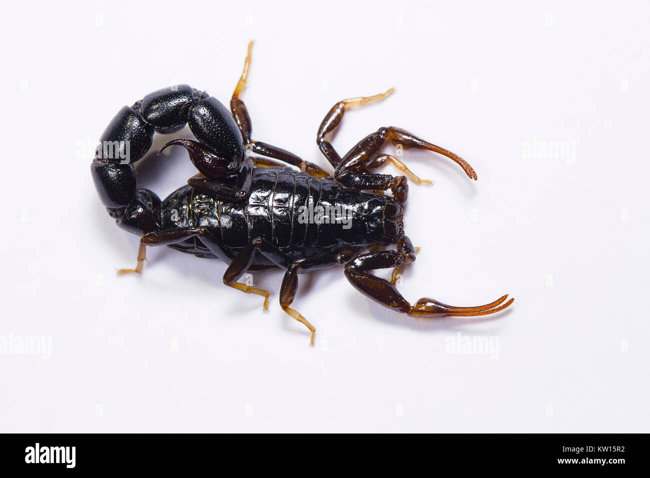 Scorpion, Orthochirus der sp. Coimbatore, Indien. Stockfoto