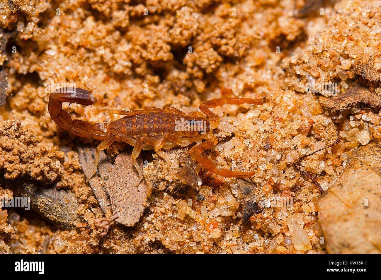 Scorpion sp, Tamil Nadu, Indien. Stockfoto