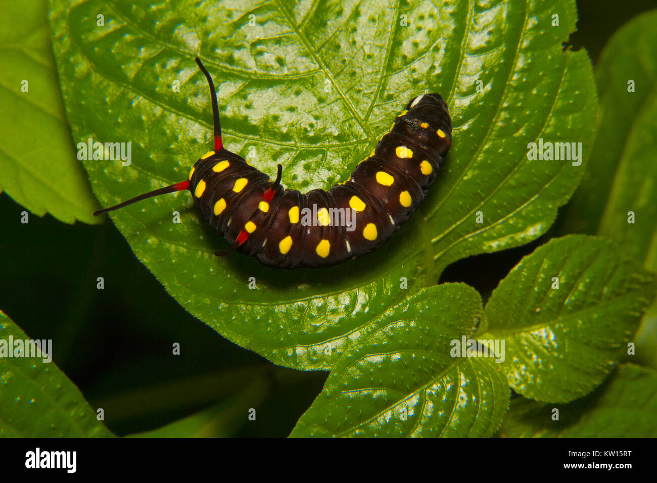 Schmetterling Raupe. Aarey Milk Colony, Mumbai, Maharashtra, Indien. Stockfoto