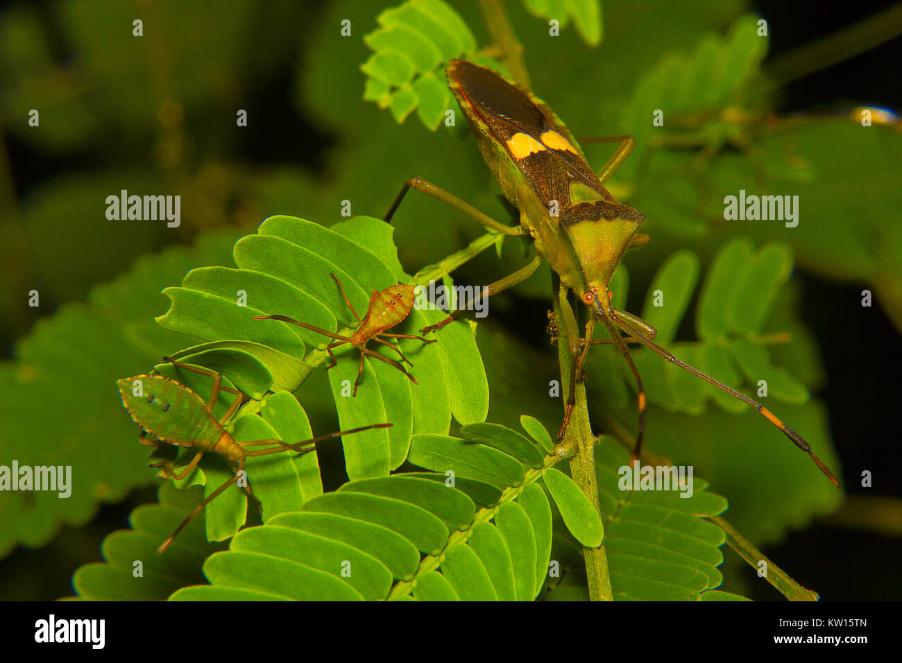 Shield Bug, pentatomidae. Aarey milk Colony, Mumbai, Maharashtra, Indien Stockfoto