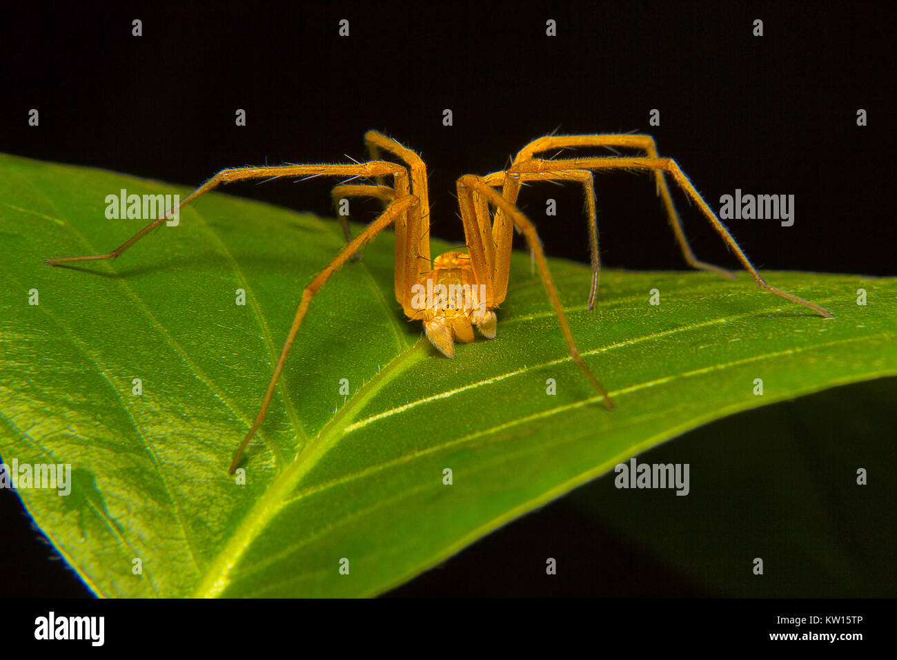 Angeln spider Männlich, Pisuridae, aarey Milk Colony, Mumbai, Maharashtra, Indien. Stockfoto