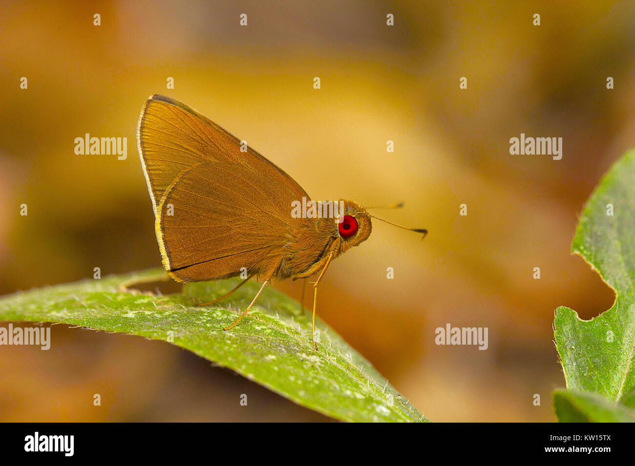 Gemeinsame rote Augen Schmetterling, Matapa aria, selten. Bhavans College, Andheri West, Mumbai, Maharashtra, Indien. Lebensraum: - bevorzugt Bambuswald Stockfoto