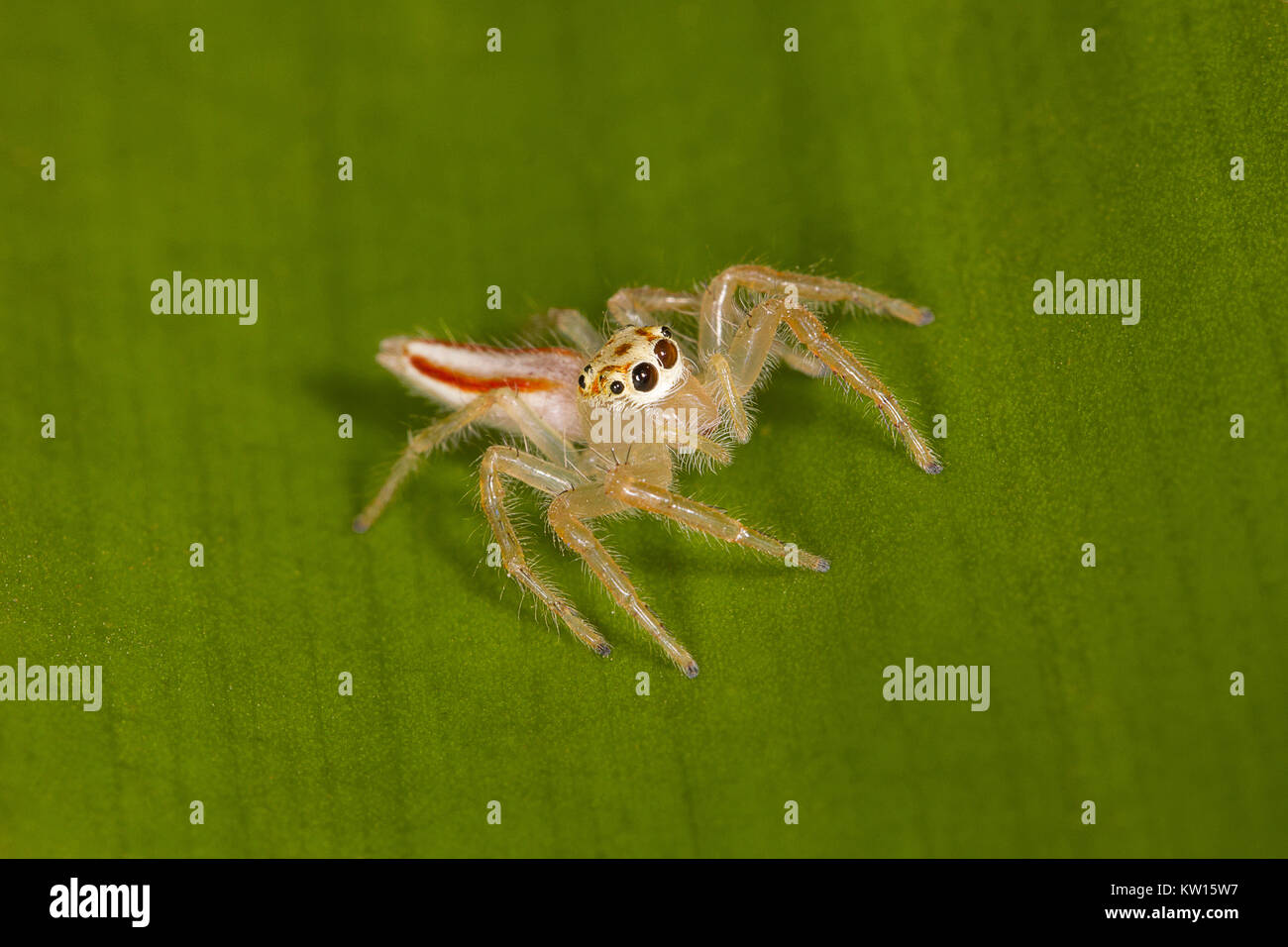 Zwei gestreifte Spider Weiblich, Telemonia dimidata, der. Kolhapur, Maharashtra, IndiaThey oft unter den Schutz der Blätter gefunden. Jagd auf fli Stockfoto