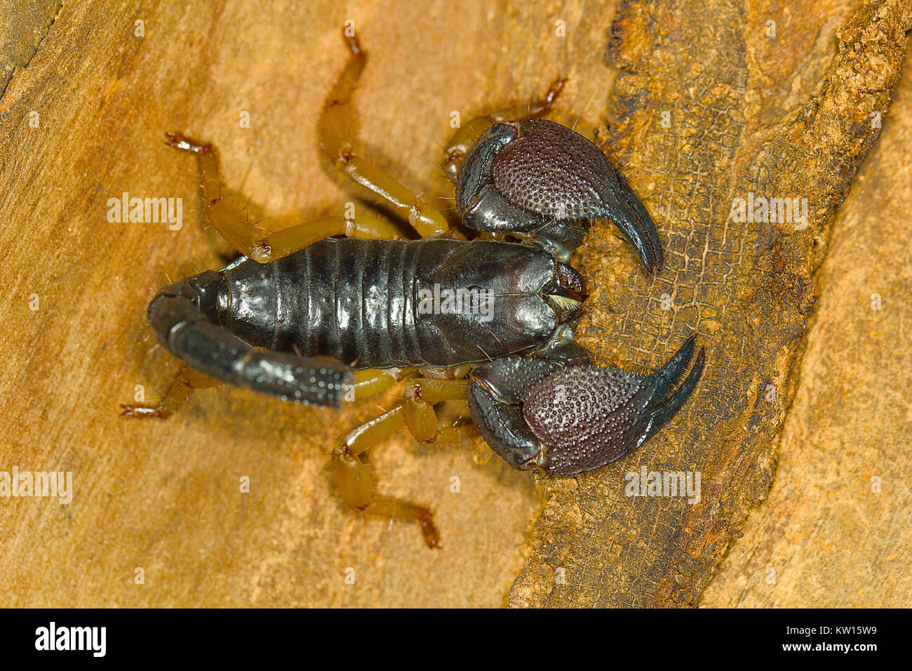 Scorpion, Heterometrus sp. Bangalore, Karnataka, Indien. Stockfoto
