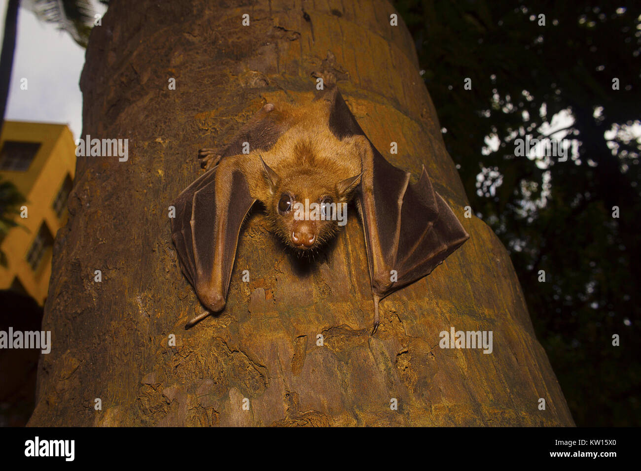 Indische Flying Fox bat, Pteropus giganteus. Bhavans College, Andheri West, Mumbai, Maharashtra, Indien Stockfoto