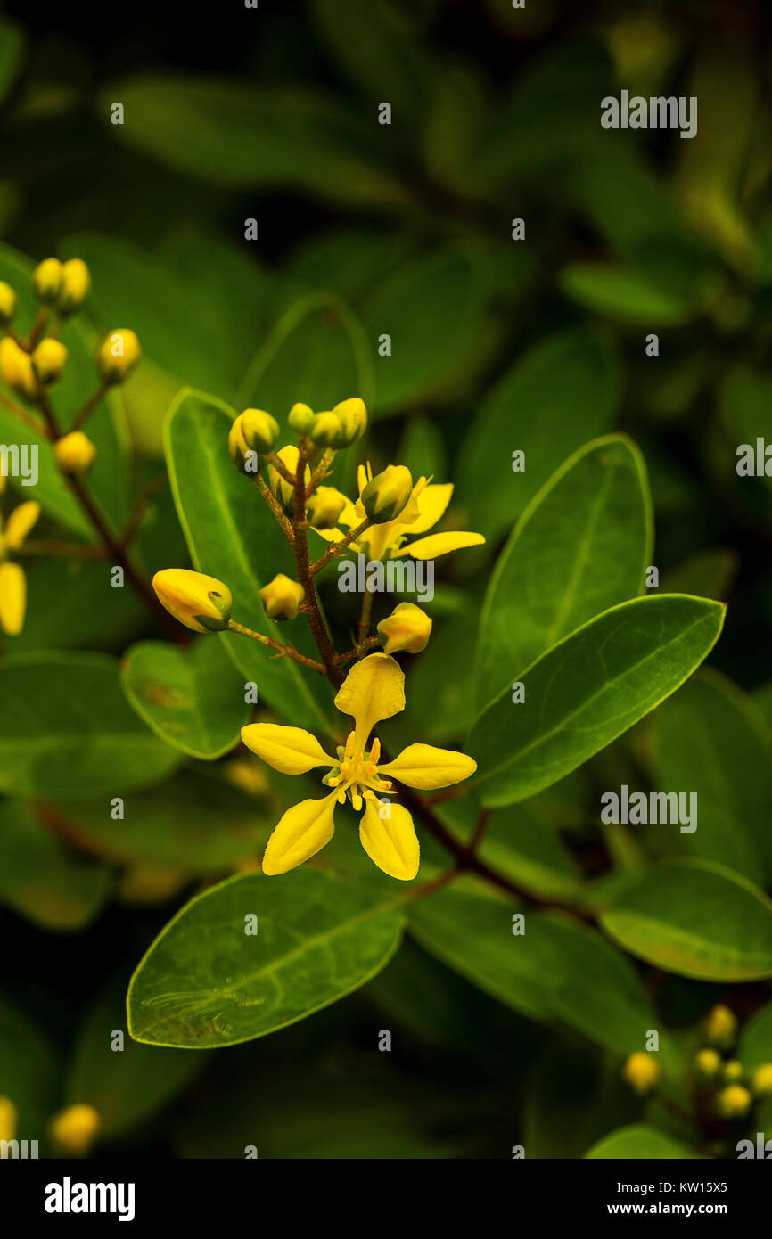 Gold dusche Pflanze, Thryallis hastata Kunte, Malphigiaceae, Pondicherry, Tamil Nadu, Indien. Stockfoto
