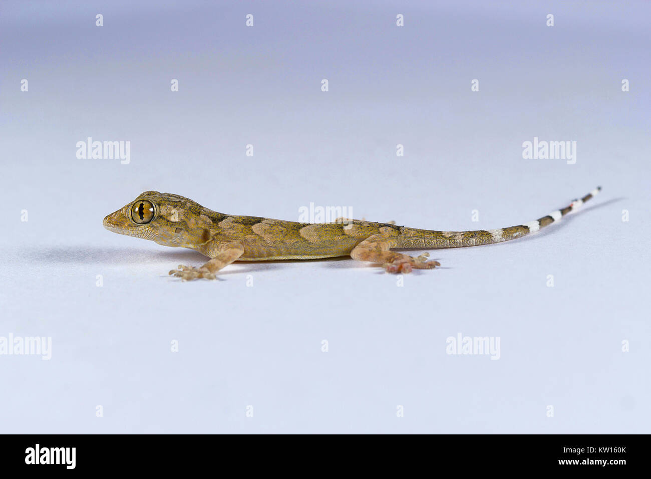 Gecko, Pondicherry, Tamil Nadu, Indien. Stockfoto