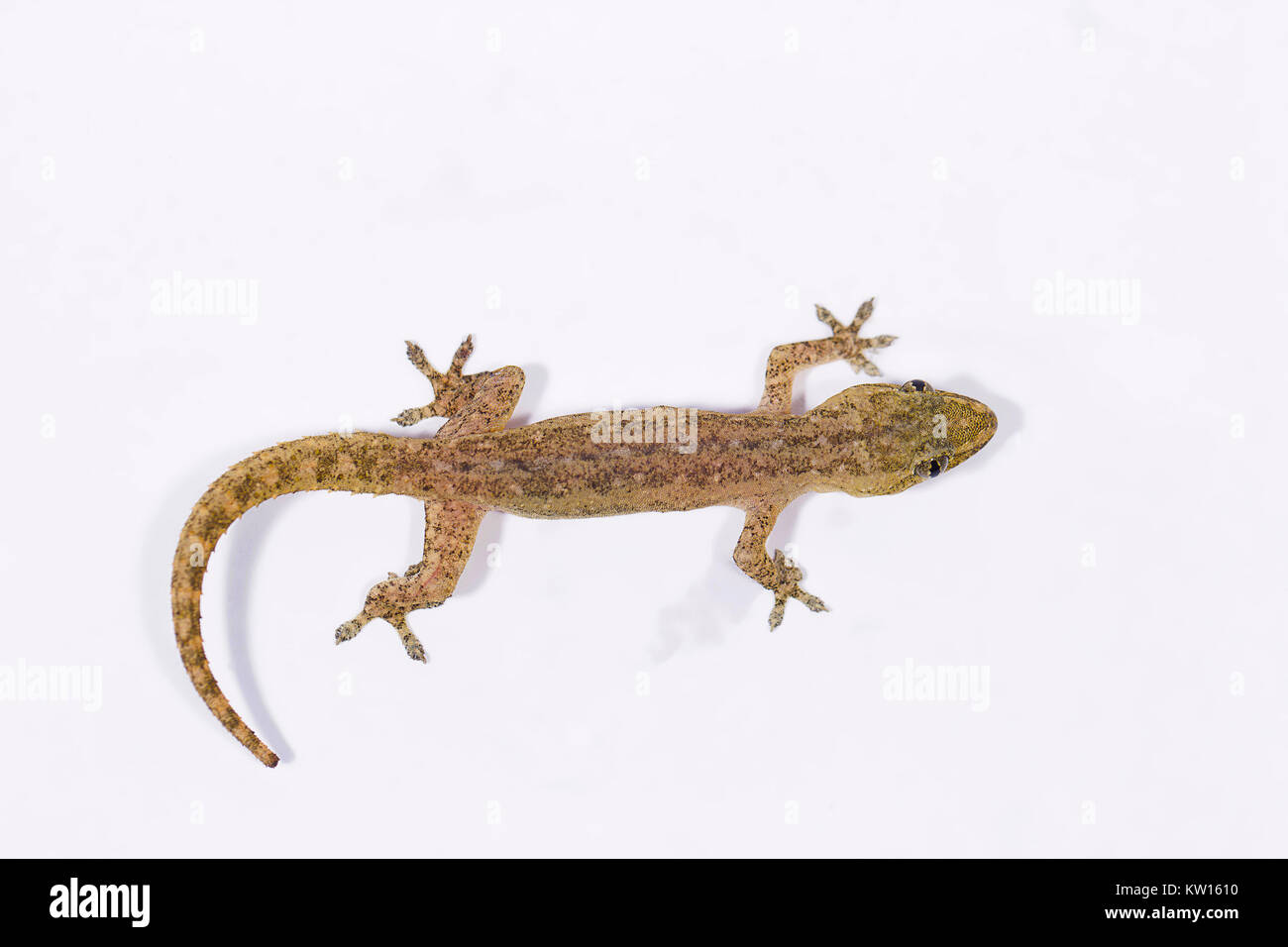 Gecko, Pondicherry, Tamil Nadu, Indien. Stockfoto
