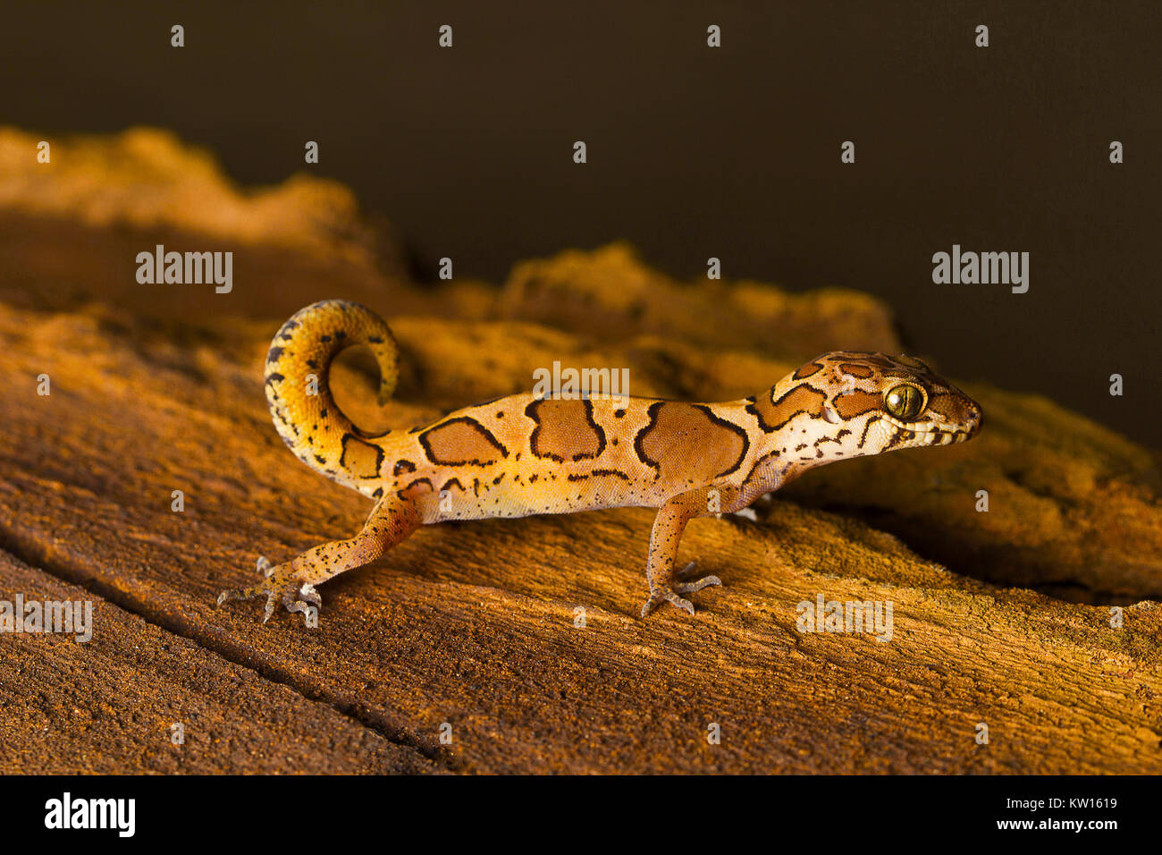 Boden gecko, Geckoella sp Bangalore, Karnataka, Indien. Stockfoto