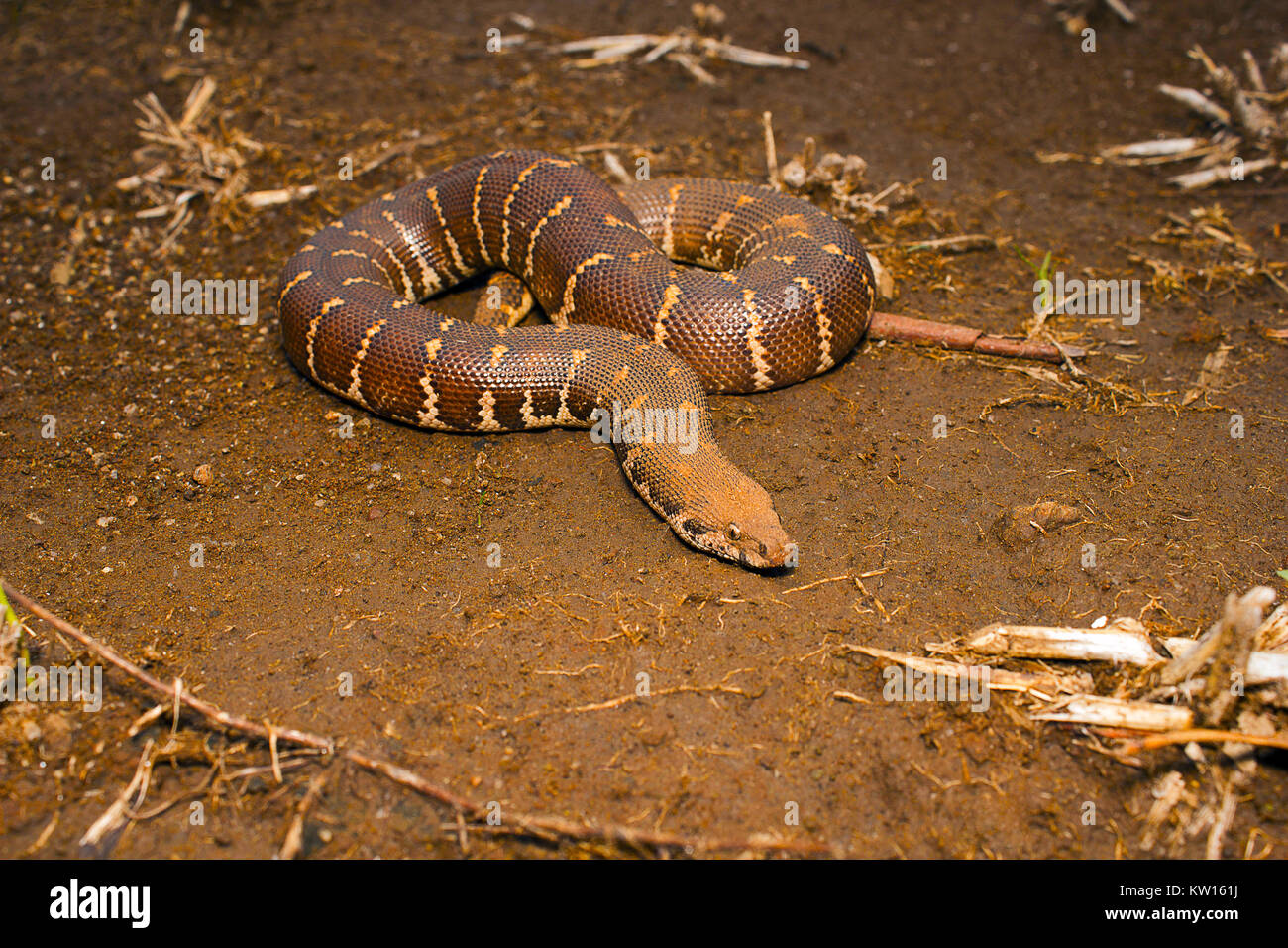 Gemeinsame Sand boa, Eryx Conicus. Boidae. Nicht giftig. Kolhapur, Maharashtra, Indien. Stockfoto