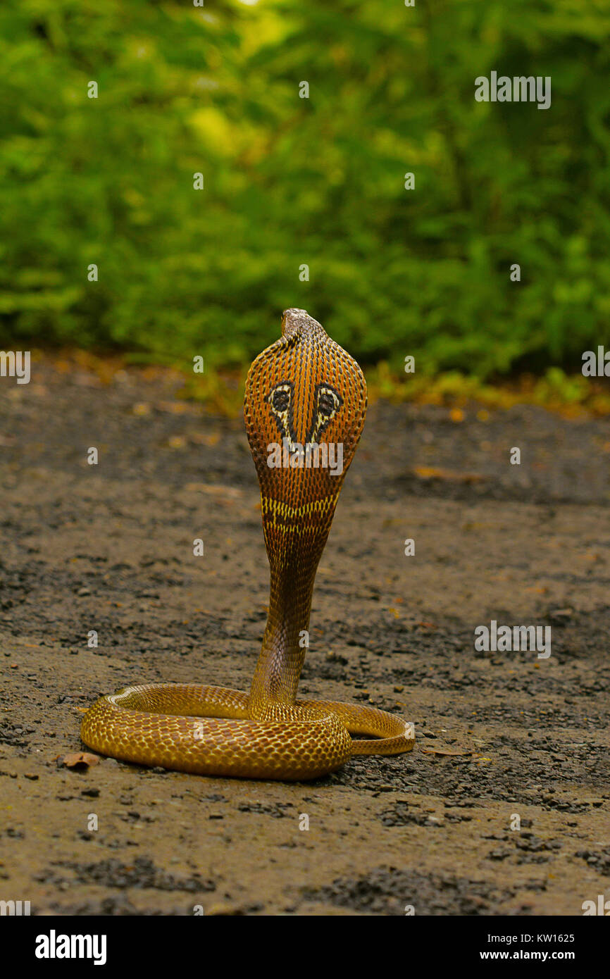 Spectacled Cobra. Naja naja. Elapidae Aarey Kolonie, Mumbai, Maharashtra, Indien. Stockfoto