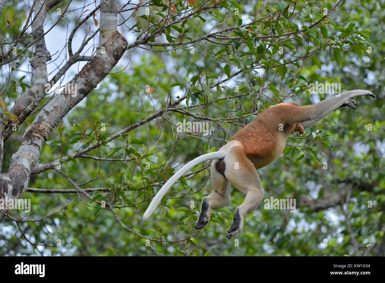 Springen auf einem Baum Proboscis Affen in der wilden grünen Regenwald auf Borneo. Die proboscis Affen (Nasalis larvatus) oder Spitzzange Affe, bekannt Stockfoto