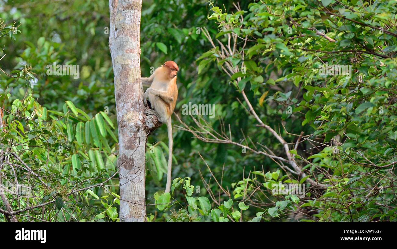 Proboscis Affen sitzen auf einem Baum in der wilden grünen Regenwald auf Borneo. Die proboscis Affen (Nasalis larvatus) oder Spitzzange Affe, bekannt Stockfoto