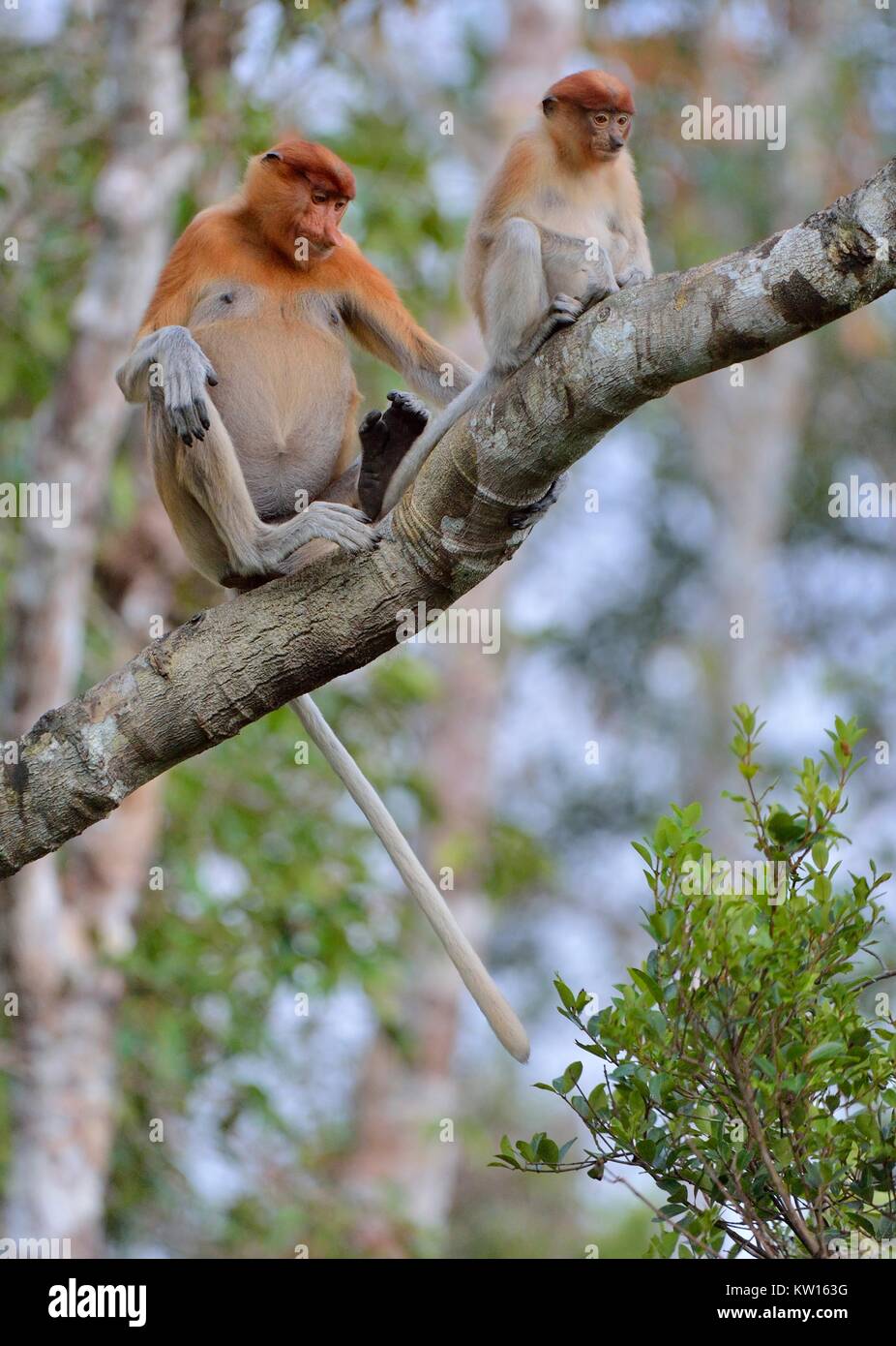 Eine weibliche proboscis Affen (Nasalis larvatus) mit einem Cub in einem natürlichen Lebensraum. Spitzzange Affe, als bekantan in Indonesien bekannt. Endemisch auf der Sou Stockfoto