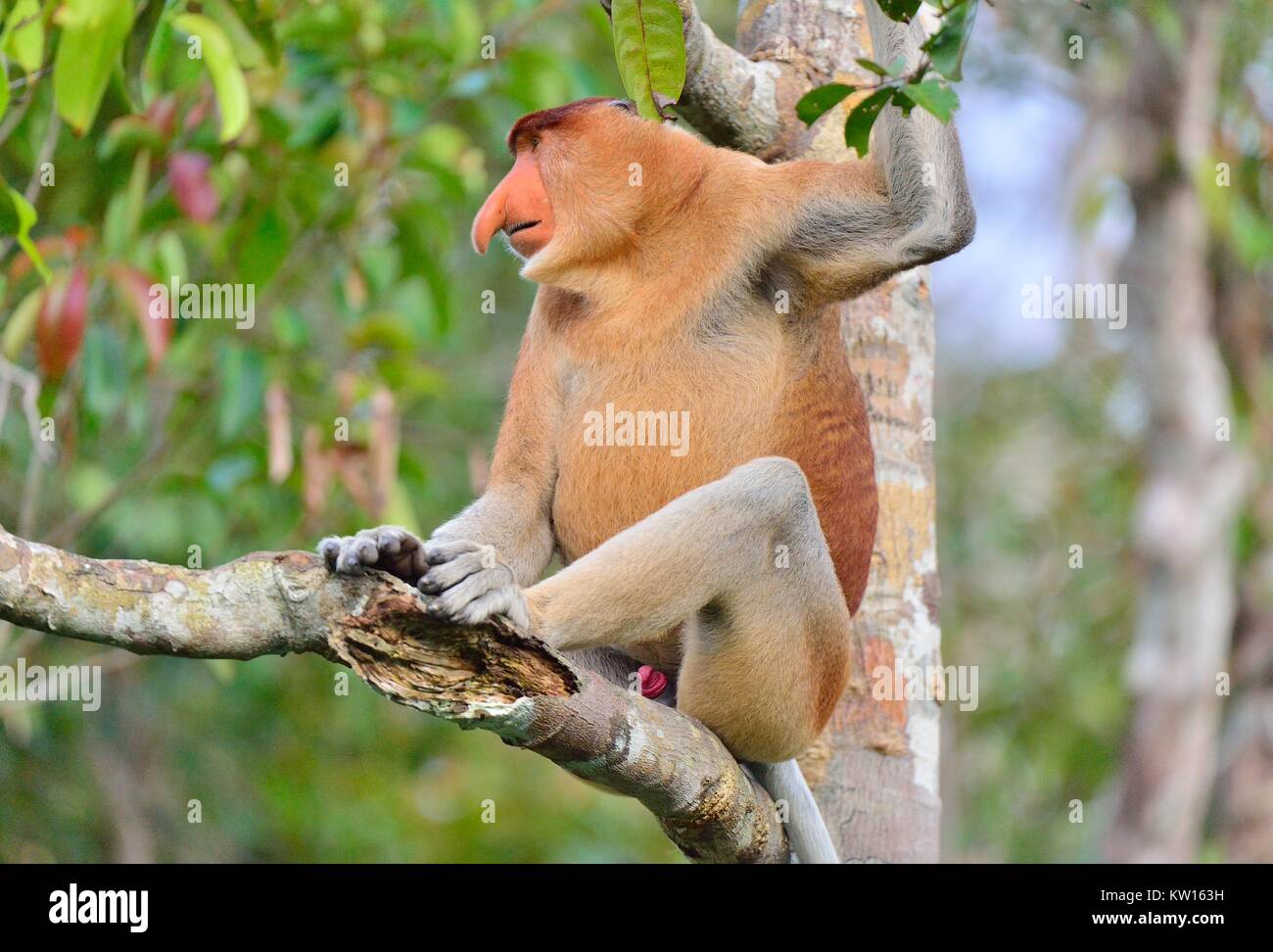Der männliche Rüssel Affe sitzt auf einem Baum in der wilden grünen Regenwald auf Borneo. Die proboscis Affen (Nasalis larvatus) oder Spitzzange Monkey Stockfoto