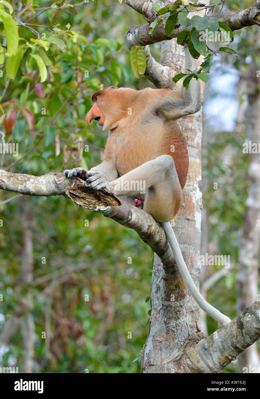 Der männliche Rüssel Affe sitzt auf einem Baum in der wilden grünen Regenwald auf Borneo. Die proboscis Affen (Nasalis larvatus) oder Spitzzange Monkey Stockfoto