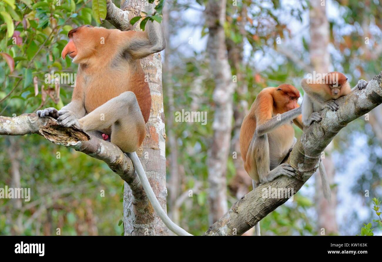 Familie von Nasenaffen sitzen auf einem Baum in der wilden grünen Regenwald auf Borneo. Die proboscis Affen (Nasalis larvatus) oder Spitzzange mon Stockfoto