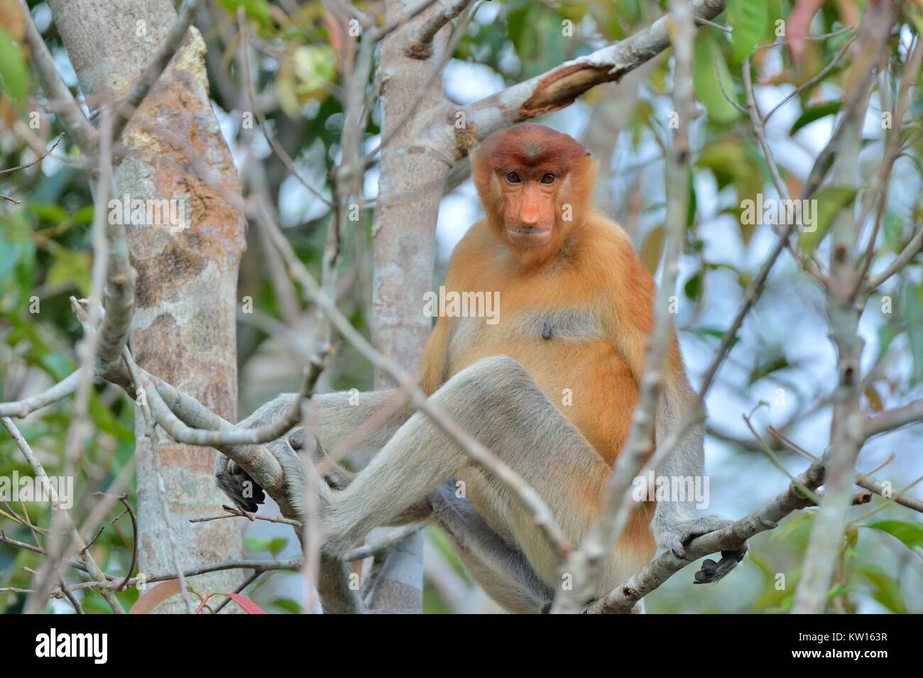 Proboscis Affen sitzen auf einem Baum in der wilden grünen Regenwald auf Borneo. Die proboscis Affen (Nasalis larvatus) oder Spitzzange Affe, bekannt Stockfoto
