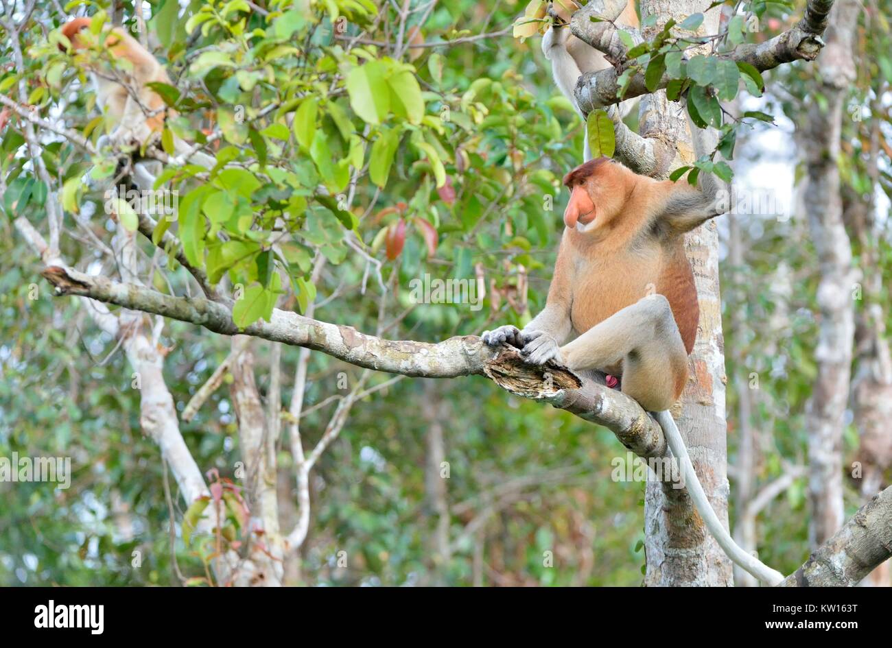 Der männliche Rüssel Affe sitzt auf einem Baum in der wilden grünen Regenwald auf Borneo. Die proboscis Affen (Nasalis larvatus) oder Spitzzange Monkey Stockfoto
