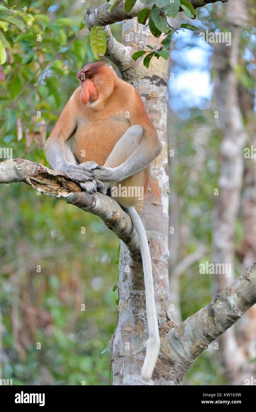 Der männliche Rüssel Affe sitzt auf einem Baum in der wilden grünen Regenwald auf Borneo. Die proboscis Affen (Nasalis larvatus) oder Spitzzange Monkey Stockfoto