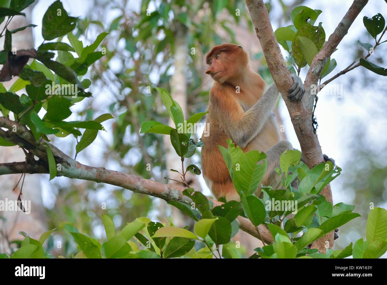Proboscis Affen sitzen auf einem Baum in der wilden grünen Regenwald auf Borneo. Die proboscis Affen (Nasalis larvatus) oder Spitzzange Affe, bekannt Stockfoto