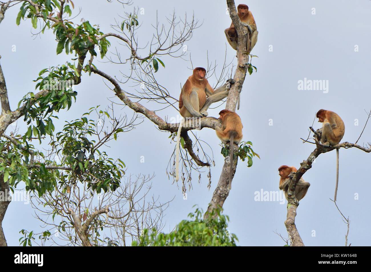 Familie von Nasenaffen sitzen auf einem Baum in der wilden grünen Regenwald auf Borneo. Die proboscis Affen (Nasalis larvatus) oder Spitzzange mon Stockfoto
