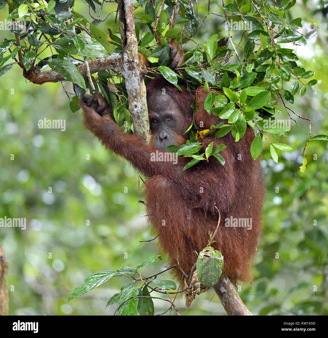 Bornesischen Orang-utan in der wilden Natur. Zentrale bornesischen Orang-utan (Pongo pygmaeus wurmbii) Stockfoto