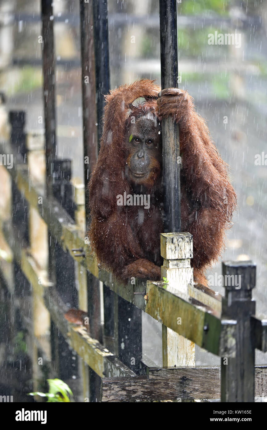 Bornesischen Orang-utan unter Regen. Zentrale bornesischen Orang-utan (Pongo pygmaeus wurmbii) Stockfoto