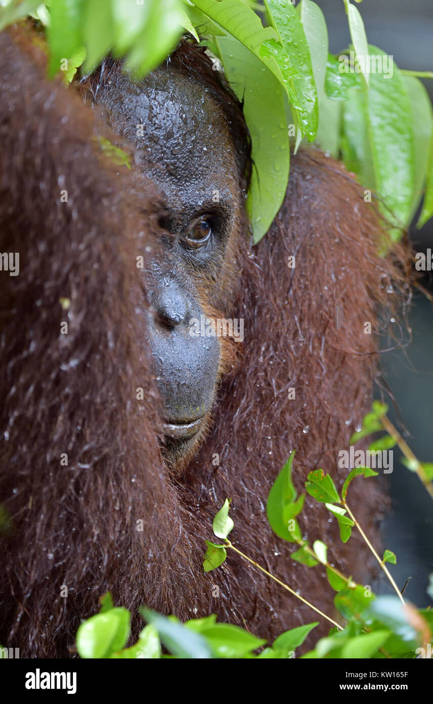 Bornesischen Orang-utan in der wilden Natur. Zentrale bornesischen Orang-utan (Pongo pygmaeus wurmbii) Stockfoto