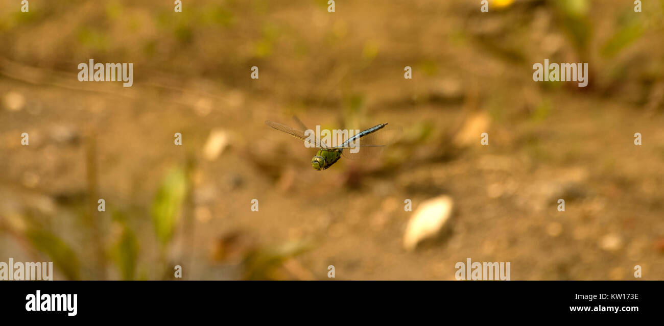Kaiser Dragonfly Männlich Stockfoto
