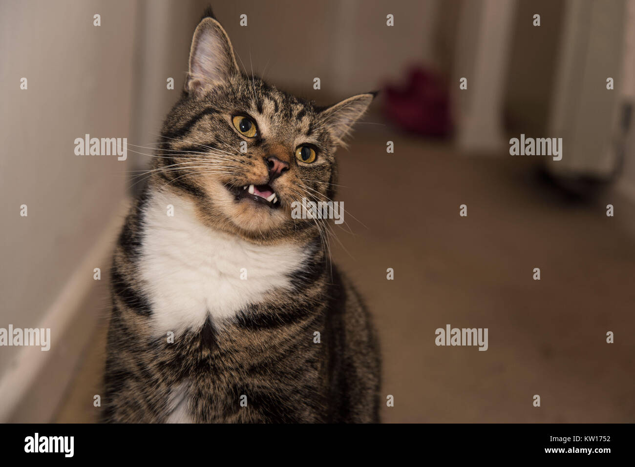 Eine schöne tabby Katze mit seinem Mund öffnen nach dem riechen etwas. cat  Zähne und Zunge auf zeigen, flauschige weiße Brust Pelz, Katze zu Hause und  gelben Augen Stockfotografie - Alamy