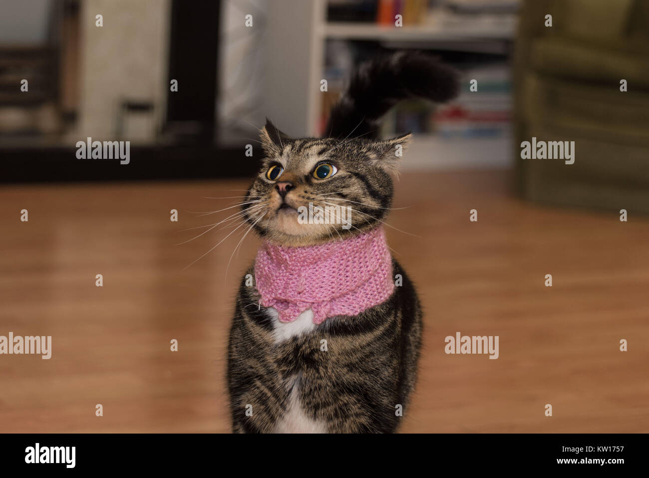 Ein niedliches tabby Katze trägt einen rosa Strickschal mit einem lustigen schockiert Ausdruck auf seinem Gesicht mit großen Augen und großen Schüler. Katze im Winter Schal. Stockfoto