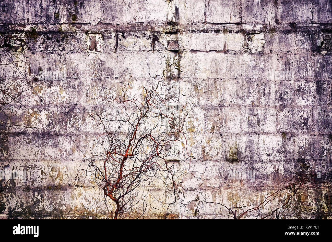 Alte Beton grunge Wand mit getrockneten Pflanzen, vintage Farbe getonte Abstrakt Hintergrund oder Textur. Stockfoto