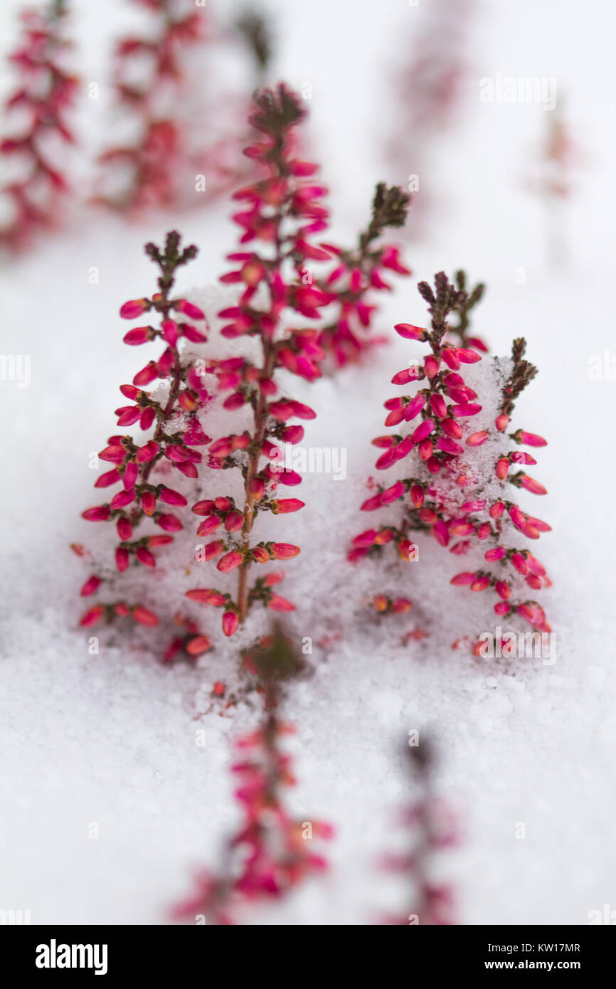 Rosa Blüten von Heide (Erica sp.), die durch den Schnee Stockfoto