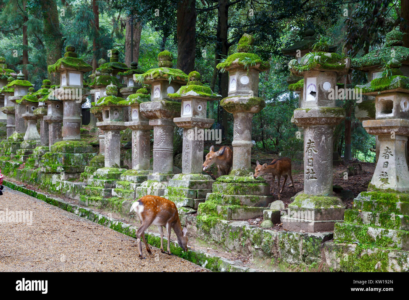 Steinlaternen und Hirsche in Kasuga Taisha Shrine in Nara, Japan Stockfoto
