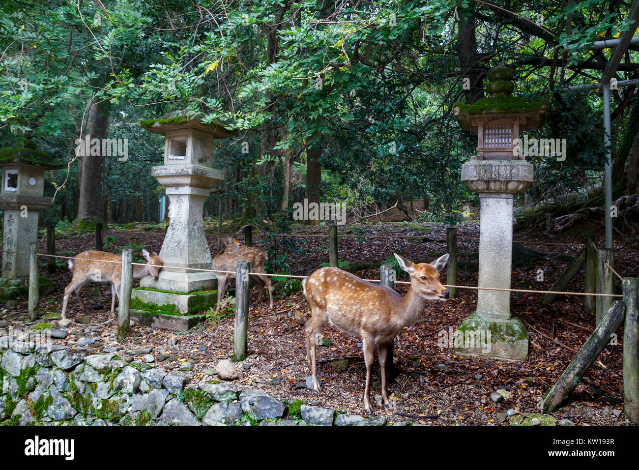 Steinlaternen und Hirsche in Kasuga Taisha Shrine in Nara, Japan Stockfoto