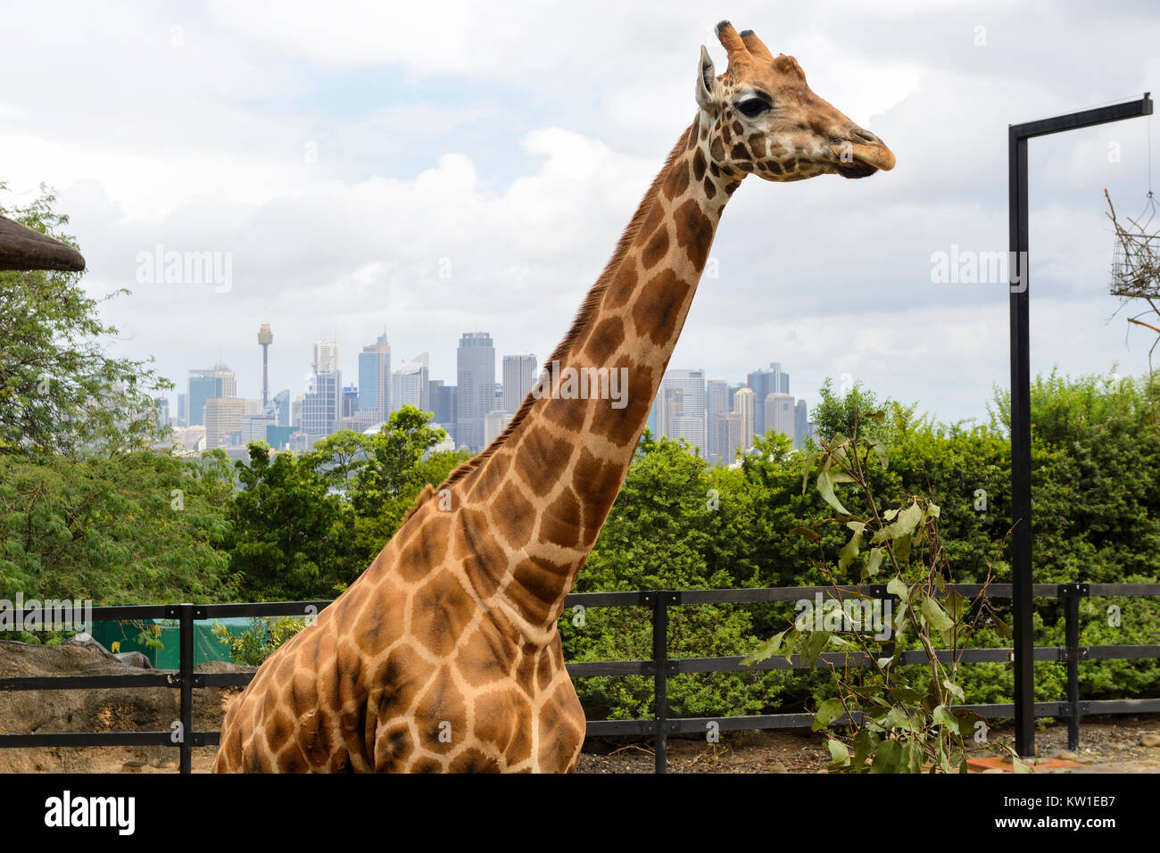 Giraffe Gehäuse, mit Sydney Skyline im Hintergrund, am Taronga Zoo in Sydney, New South Wales, Australien Stockfoto