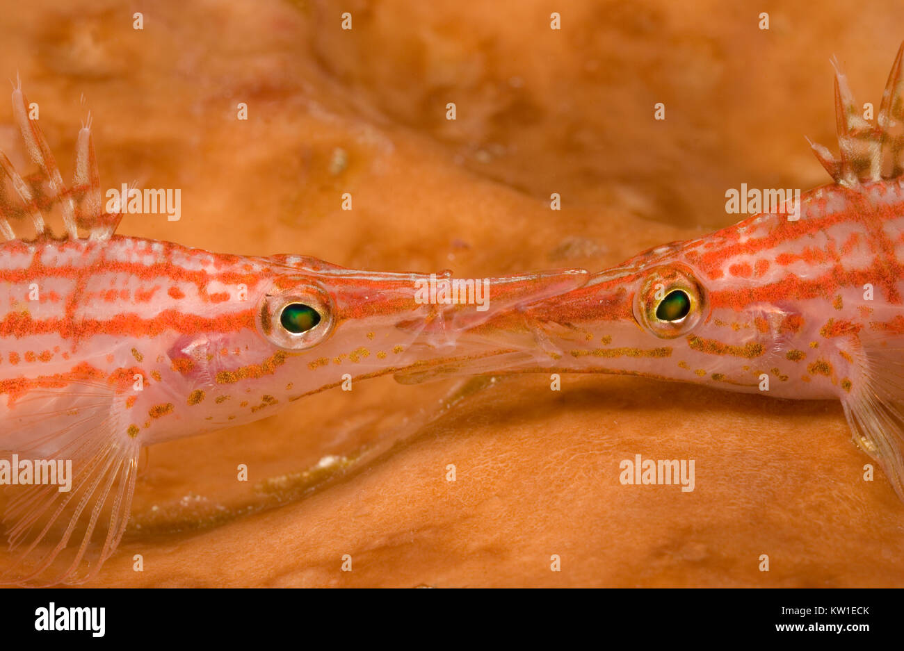 LONGNOSE FISCHFREUNDSCHAFTEN (Oxycirrhites typus) VERRIEGELUNG MUND Stockfoto