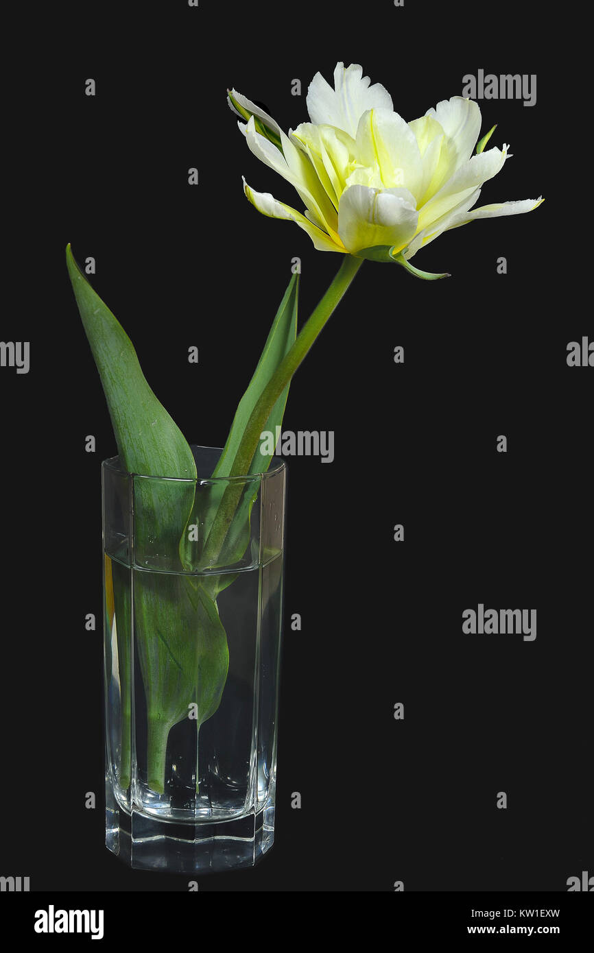 Schöne frische Sanfte yellow tulip in einem Glas Vase in der Nähe auf einem schwarzen Hintergrund Frühling Blumen Hintergrund Stockfoto