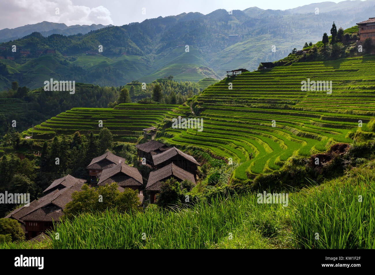 Schöne Aussicht Longsheng Reis Terrassen in der Nähe der Der dazhai Village in der Provinz Guangxi, China; Konzept für Reisen in China. Stockfoto