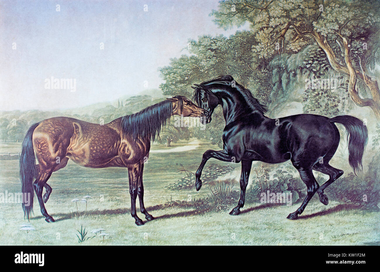 Zwei Pferde treffen. Aus der Mitte des 19. Jahrhunderts Gravur von Charles Hunt, 1803-1877, nach einem Gemälde von J.F. Hering Sr., 1795-1865. Die Gravur wurde durch die Herren Fores Sporting and Fine-Repository und Rahmen, Manufaktur, Piccadilly, London im späten 19. Jahrhundert veröffentlicht. Stockfoto