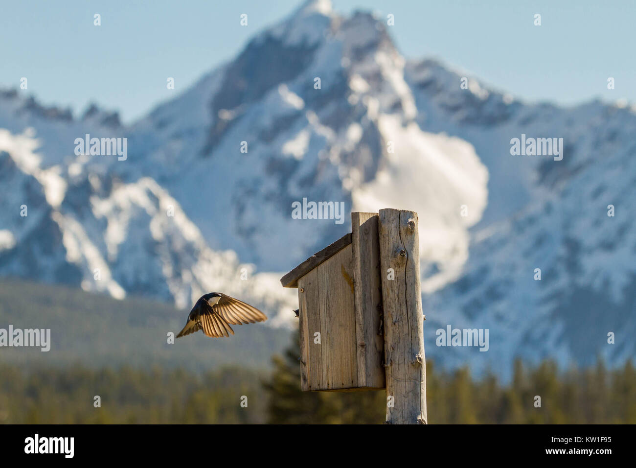 Violett Grün Schwalben bereiten Sie ein Nest mit Blick auf den Sawtooth Mountains in Idaho Stockfoto