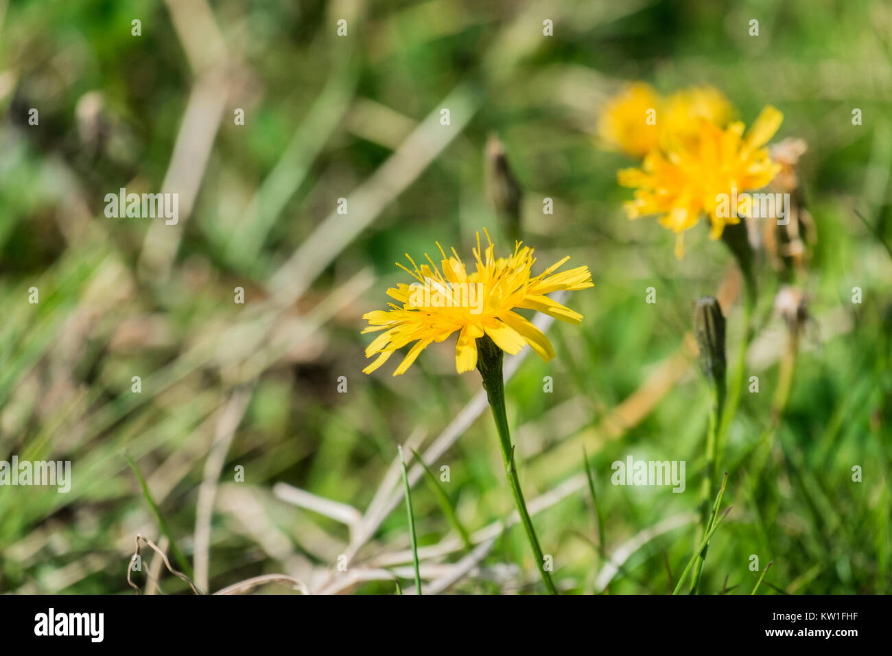 Helle gelbe Blume von hawksbeard (Crepis biennis) Stockfoto