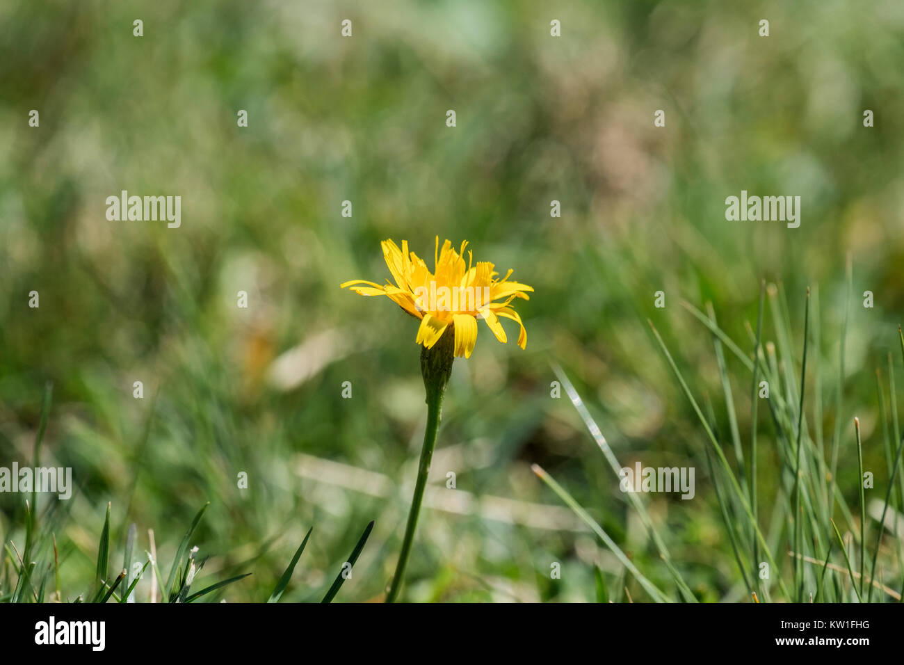 Helle gelbe Blume von hawksbeard (Crepis biennis) Stockfoto