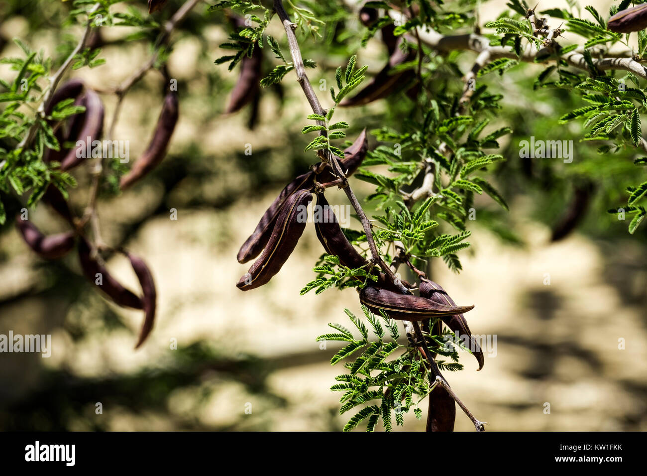 Große braune Hülsen der stacheligen Mimosen, auch bekannt als Acacia farnesiana (Vachellia farnesiana) Stockfoto