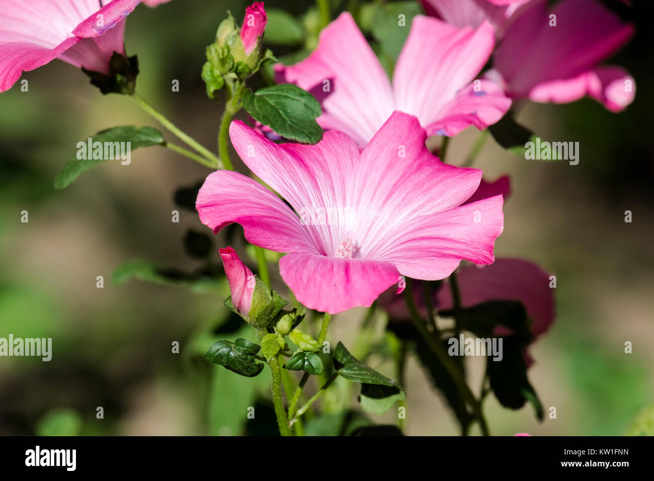 Lavatera acerifolia Fotos und Bildmaterial in hoher Auflösung Alamy