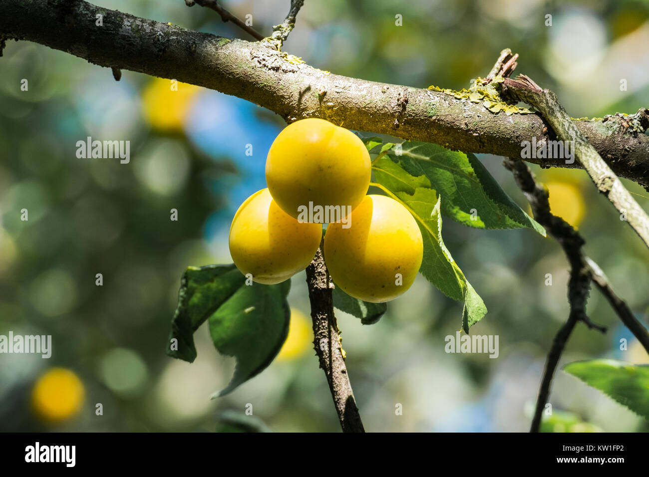 Reife Früchte gelb Cherry Plum (Prunus cerasifera) Stockfoto