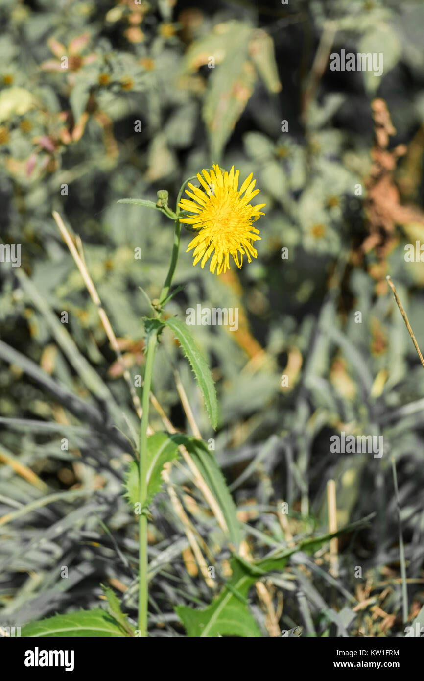 Gelbe Blume von beaked Hawk's-Beard (Crepis vesicaria) Stockfoto